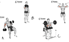 <p>What are the biceps brachii exercises?</p>