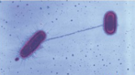<p><strong>Longer </strong>hair-like structures that are used for <strong>motility </strong>and <strong>DNA transfer</strong></p><ul><li><p>Only <strong>one </strong>or <strong>two </strong>per cell</p></li></ul><p></p>