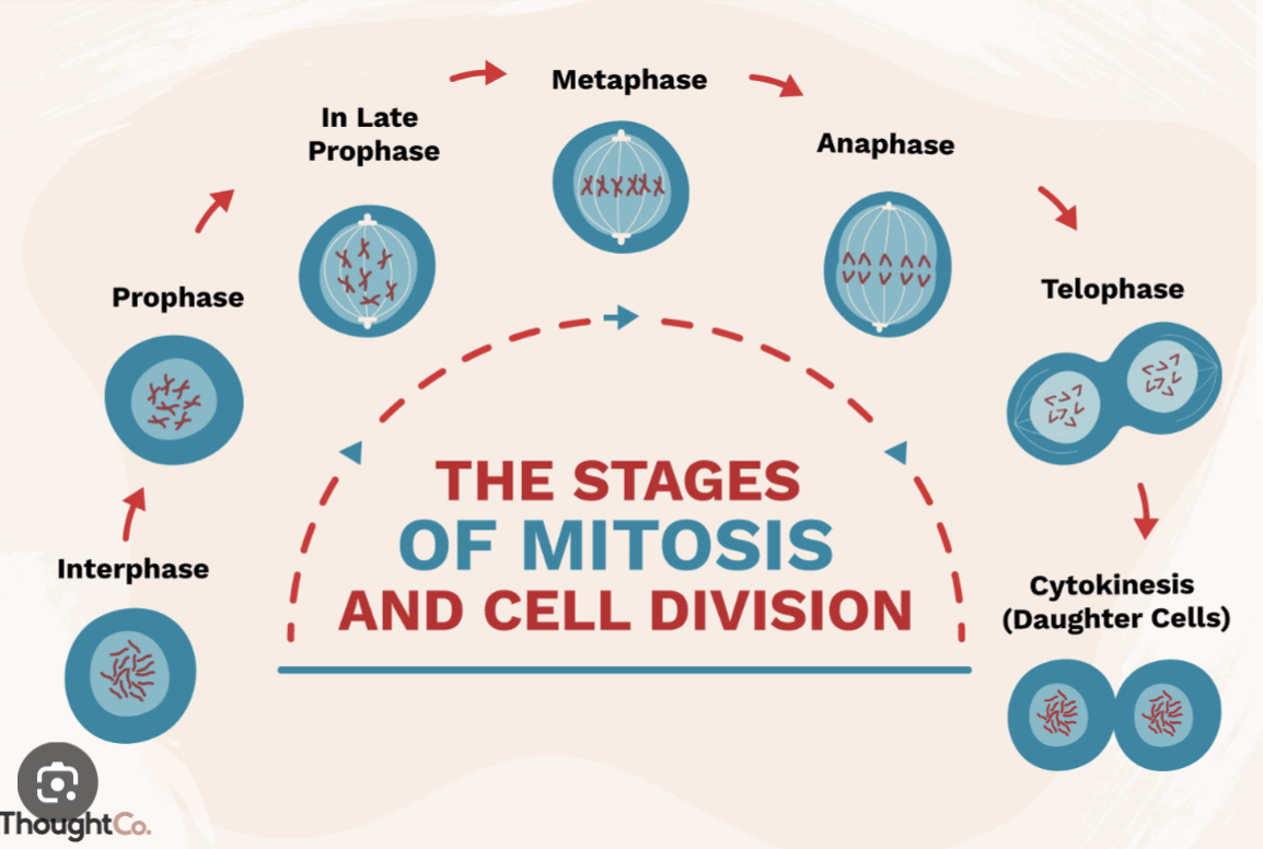 <ol><li><p>Prophase: Centromeres get in position + DNA condensation</p></li><li><p>Pro-metaphase: Mitotic spindle formed + Nuclear envelope vesiclased</p></li><li><p>Metaphase: Chromosomes alliant</p></li><li><p>Anaphase: Chromosomes pulled apart </p></li><li><p>Telophase: New nuclear envelopes formed + DNA decondensate + contracti starting to connect</p></li><li><p>Cytokinesis:: Cytoplasmic cleavage </p></li></ol><p></p>
