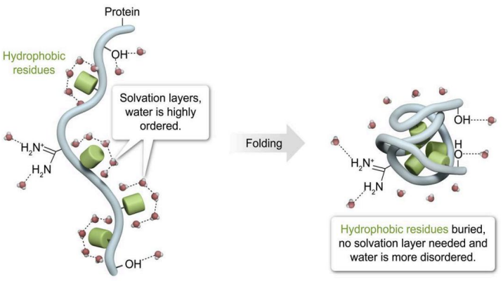 <p>The Hydrophobic Effect: The Dominant Driver of Protein Folding</p><ul><li><p>what do non polar side chains cause?</p></li><li><p>what does burying nonpolar residues in the protein core do?</p></li><li><p>what is the primary driving force for protein folding?</p></li></ul><p></p>