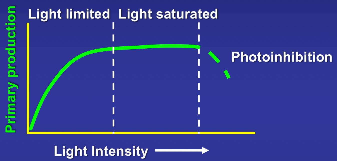 <p>explain this light intensity graph and how it relates to primary productivity.</p>