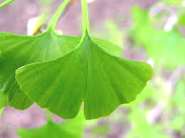 <p>Structure: Big leaf, long slim stem. Resistant to pollution, fire, diseases and pests. Male produce pollen cones. Female produce ovules.</p>