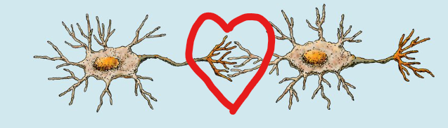 <p>to interact with the <strong>dendrites </strong>of <u>another</u> neuron</p>
