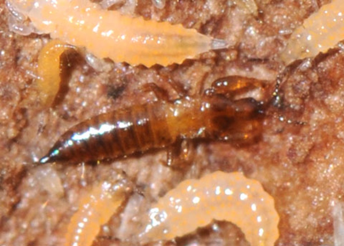 <p>Identify the insect and order</p>