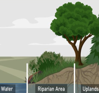 <p><span style="background-color: transparent;">Transitional area of land directly alongside a river/stream edge</span></p><ul><li><p><span style="background-color: transparent;">Experiences periodic flooding</span></p></li><li><p><span style="background-color: transparent;">Soils- usually more moisture than in uplands</span></p></li><li><p><span style="background-color: transparent;">Vegetation evolved for these conditions </span></p><ul><li><p><span style="background-color: transparent;">Ex. Willows</span></p></li></ul></li><li><p><span style="background-color: transparent;">Size depends on the system, essentially encompasses what the floodplain might be or a little less</span></p></li></ul><p></p>