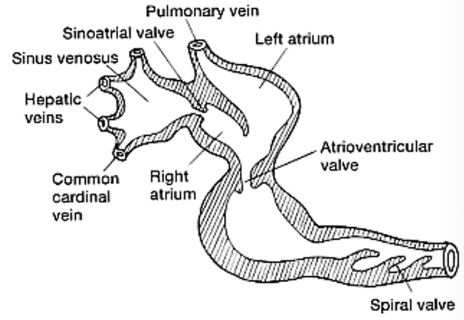 <p><span style="background-color: transparent;">In anurans, we start to see 2 atria (3 chambers in total)</span></p><p><span style="background-color: transparent;">Oxygenation occurs from lungs, skin and buccan cavity- hence vasculature is more complex in comparison to mammals</span></p><p><span style="background-color: transparent;">The heart is mid-cranial coelom</span></p><p><span style="background-color: transparent;">Like birds, they have no diaphragm (hence the herm coelom again)</span></p><p></p>