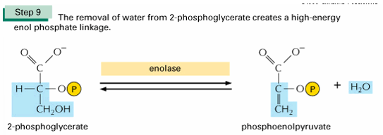 <p>Door het enolase enzym ontstaat er fosfoenopyruvaat uit 2-fosfoglyceraat</p>