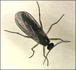 <p>Identify the insect, <strong>order</strong>, and mouthparts</p>