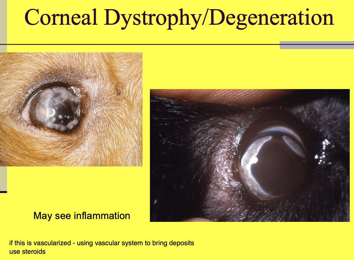 <p>lipid infiltration</p><p>calcium/mineral deposits - senile</p><p>drug deposits</p>