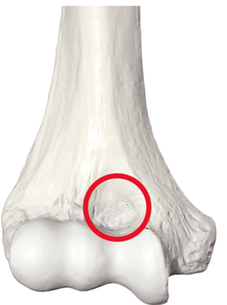 <p>(Anterior aspect of the Humerus)</p>