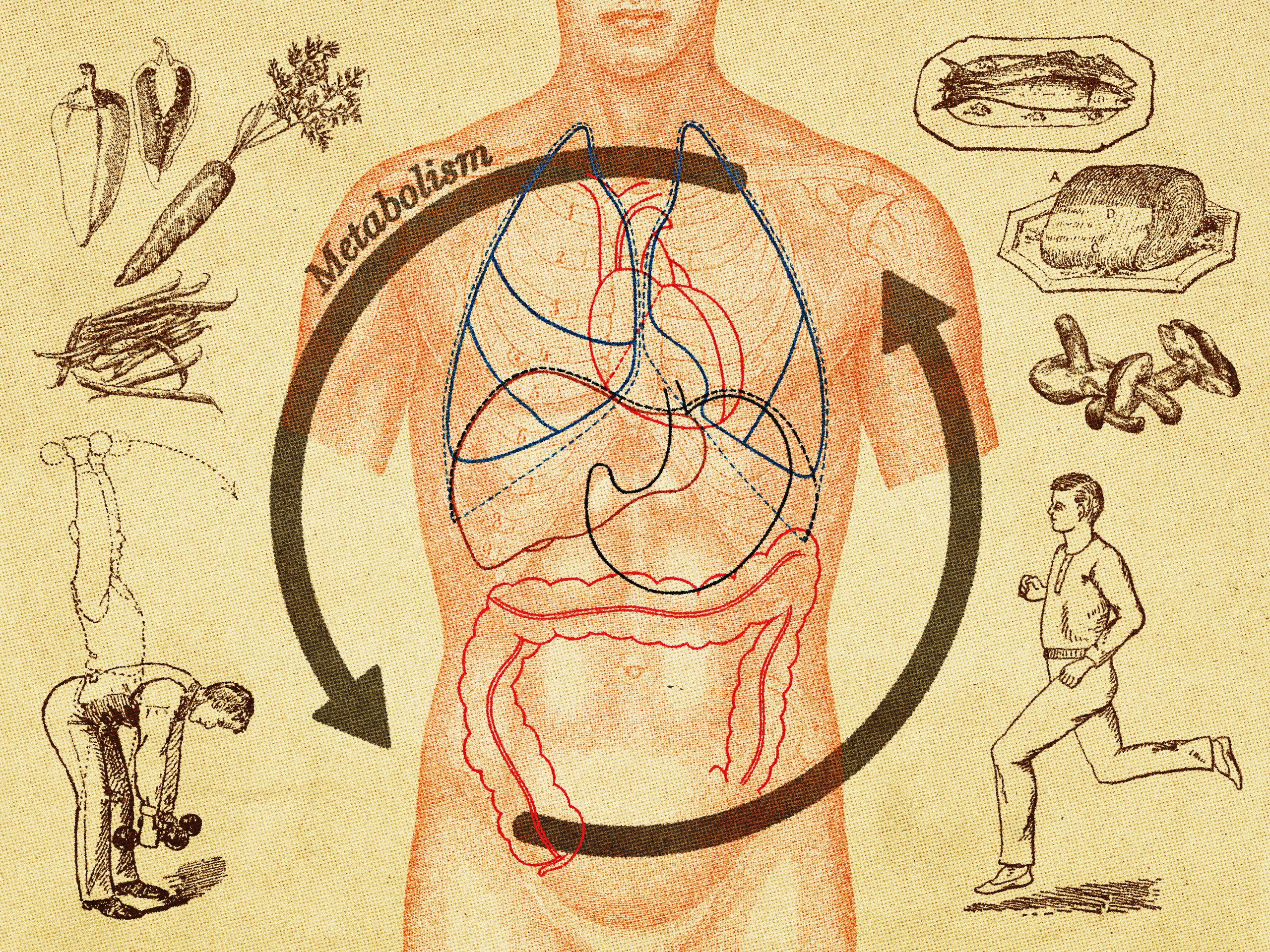 metabolism