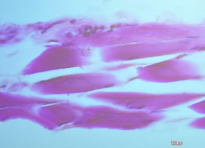 <p>What is the name, location and function of this</p>