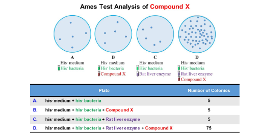 <p>What is the role of rat liver enzyme in the Ames test as shown in the experimental setup?</p>