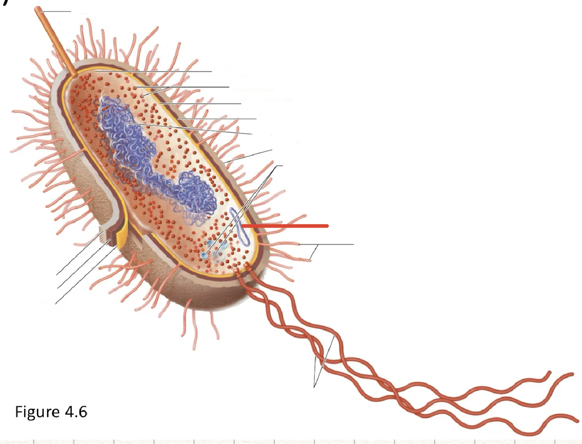 <p>plasmid</p>