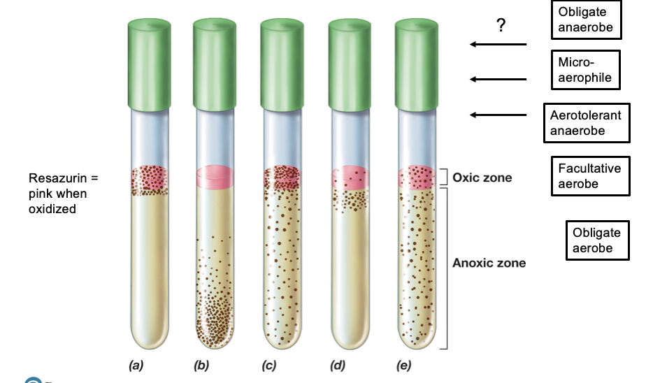 <ul><li><p><span><em>Added to culture media to reduce oxygen to water</em></span></p></li><li><p><span><em>Complex medium that separates microbes based on oxygen requirements</em></span></p></li><li><p><span><em>Oxygen can penetrate only the top of the tube.</em></span></p></li></ul><ul><li><p><span><em>Microbes grow at different heights based on oxygen exposure.</em></span></p></li><li><p><span><em>Resazurin dye indicates oxygen concentration</em></span></p></li></ul><p></p>