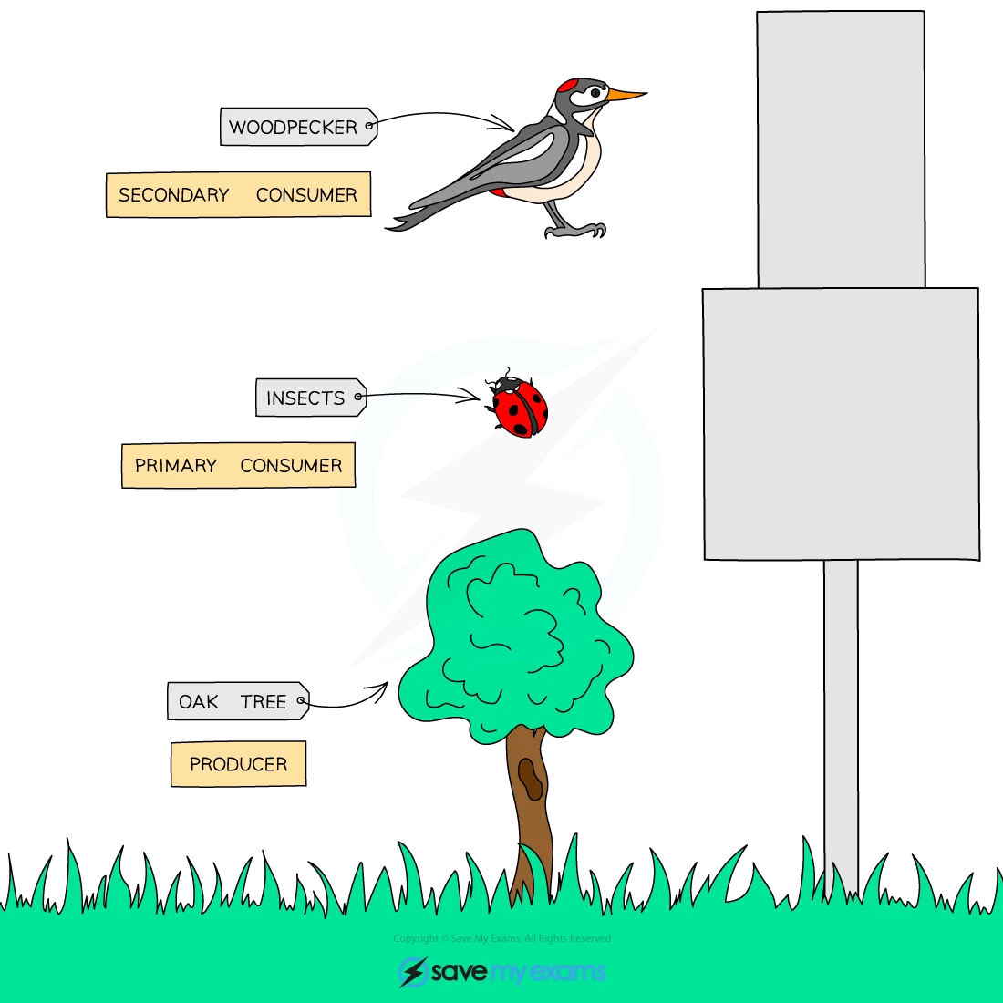 <p>show the population at each level of a community</p><p>1) not always great because makes it seem like one oak tree has less energy than a ton of caterpillars (not true)</p>