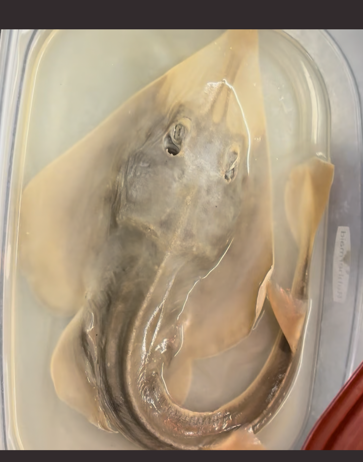 <p>Guitar Fish ( Shovel Nose Ray)</p>