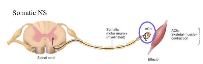 <p>one thick and heavily meylinated somatic motor neuron (Type A) → each pathway from CNS to skeletal muscle</p>