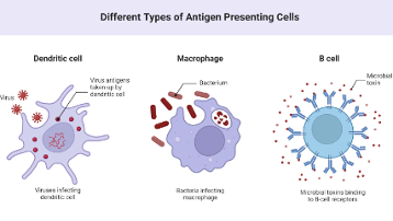 <p><strong>aren’t supposed to cause reactions. </strong>Antigens that result in immediate hypersensitivity reactions are called allergens. Allergic responses due to a rapid and vigorous overreaction of the immune system to antigens that would otherwise be harmless. (pollen, fur, dust, latex, peanuts).&nbsp;</p>