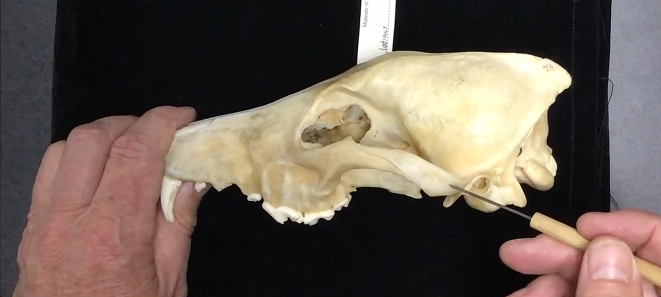 <p>What bone is this?</p>