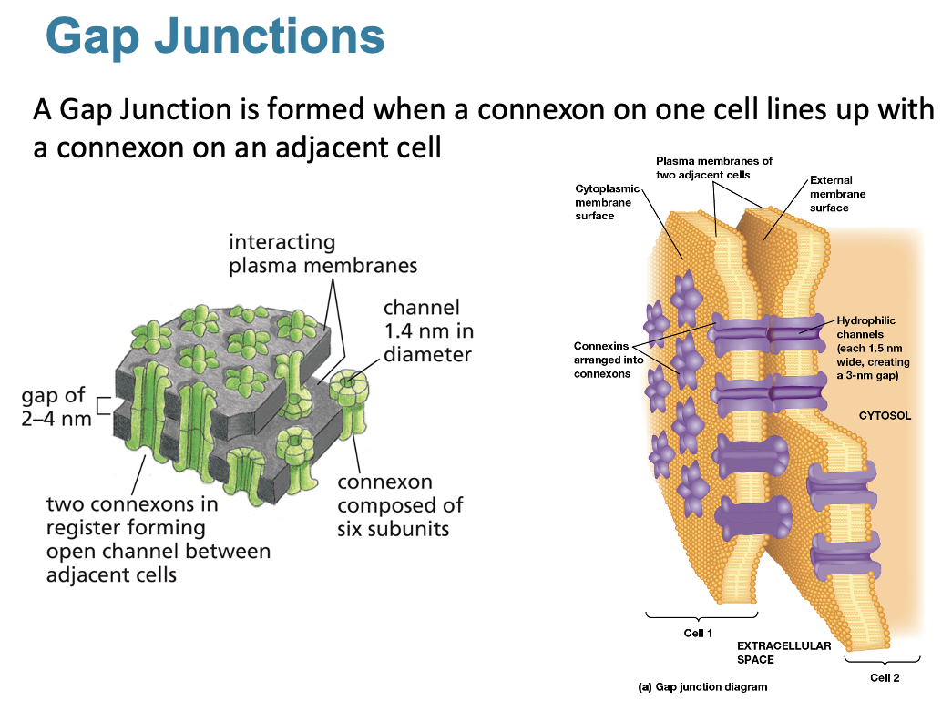 <ul><li><p>A Gap Junction is formed when a <strong>connexon on one cell lines up with a connexon on an adjacent cell</strong></p></li></ul><p></p>
