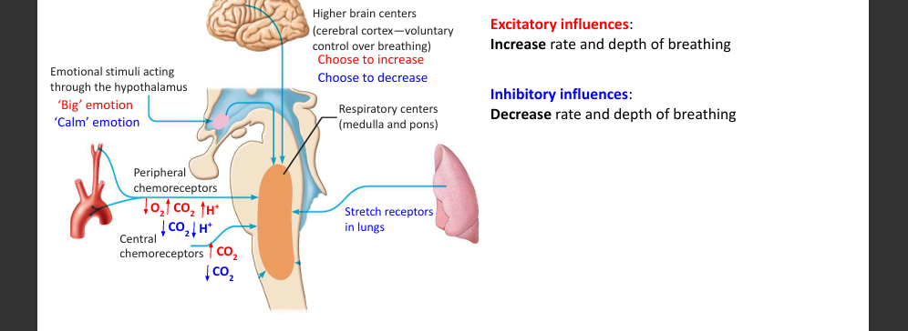 inhibitory signals from higher brain centers, decreased CO2, voluntary choice to slow breathing