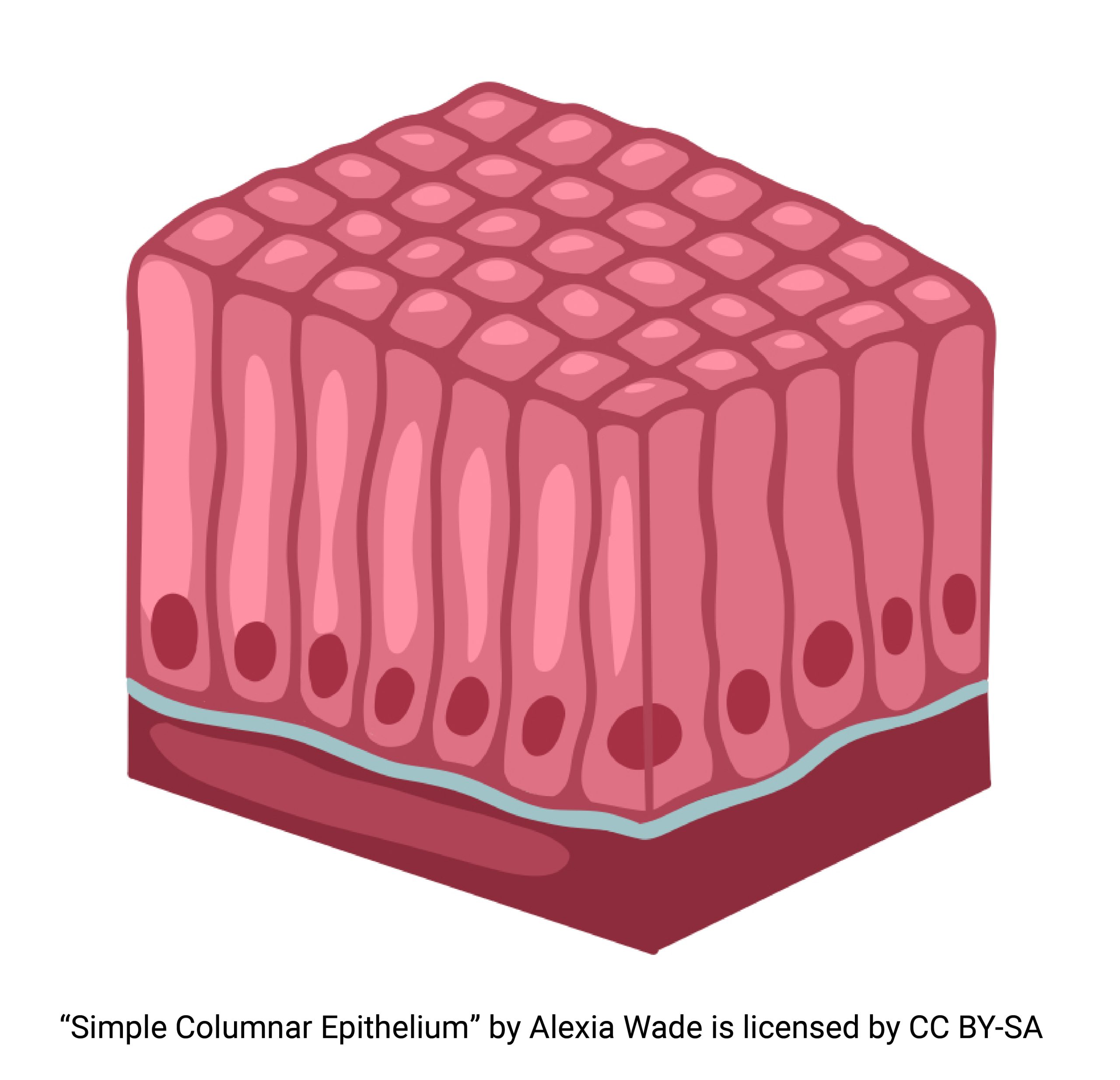 <ul><li><p><span style="background-color: transparent;">A single layer of <strong>tall</strong> flattened cells in direct contact with the basement membrane</span></p></li><li><p><span style="background-color: transparent;"><strong>Functions: </strong>Secretion and absorption. </span></p></li><li><p><span style="background-color: transparent;"><strong>Locations: </strong>Gastrointestinal tract</span></p></li></ul><p></p>