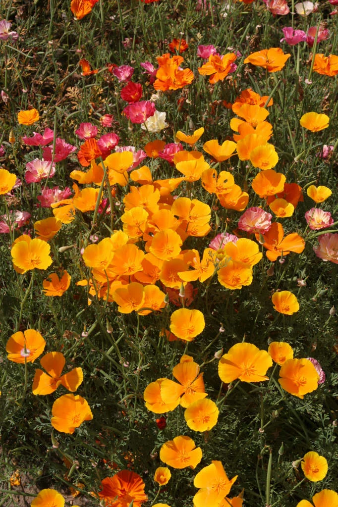 <p>Eschscholzia californica</p>