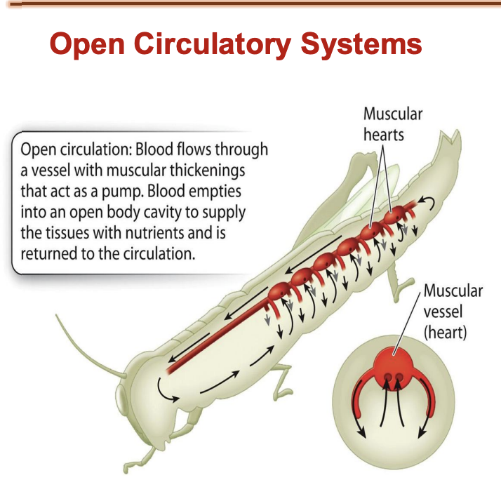 <ul><li><p>Blood flows through vessel with muscular thickenings (act as pump) → blood empties into open cavity to supply tissues with nutrients → returned tot he circulation</p></li></ul><p></p>