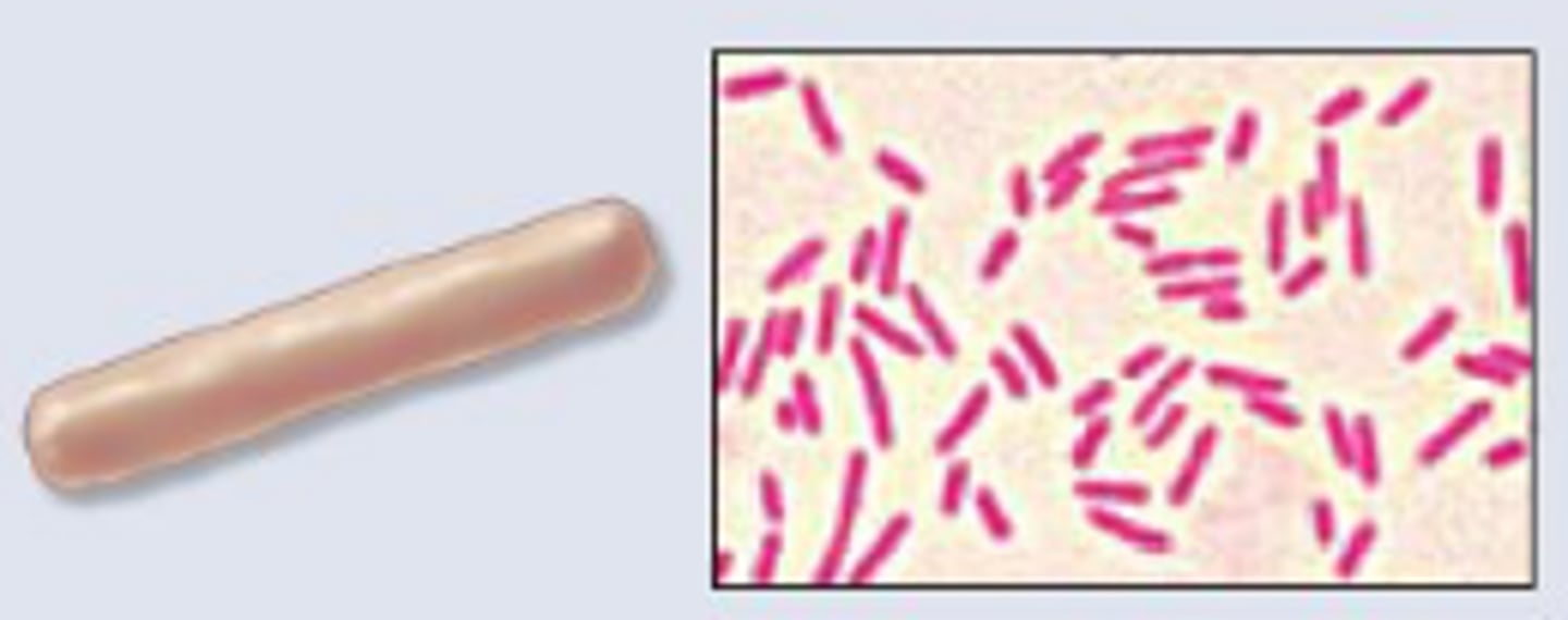 <p>A rod-shaped bacterial cell.</p>