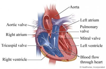 <p>Tricuspid is between</p>