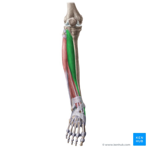 <p><span style="background-color: transparent;">Tibial condyle, interosseous membrane / medial | Dorsiflexion; inversion</span></p>