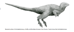 <p>Early, primitive ornithischian from Russia with preserved simple, bristle-like</p><p>filaments and branching, feather-like structures</p>