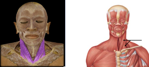 <p>bilateral flexion of the neck; unilateral rotation of head to opposite side</p>