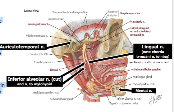 <p> Sensory to mandible teeth &amp; skin</p><p>→ Enters mandibular foramen after</p><p>giving off n. to mylohyoid</p><p>→ Ends as mental n. on the chin</p>