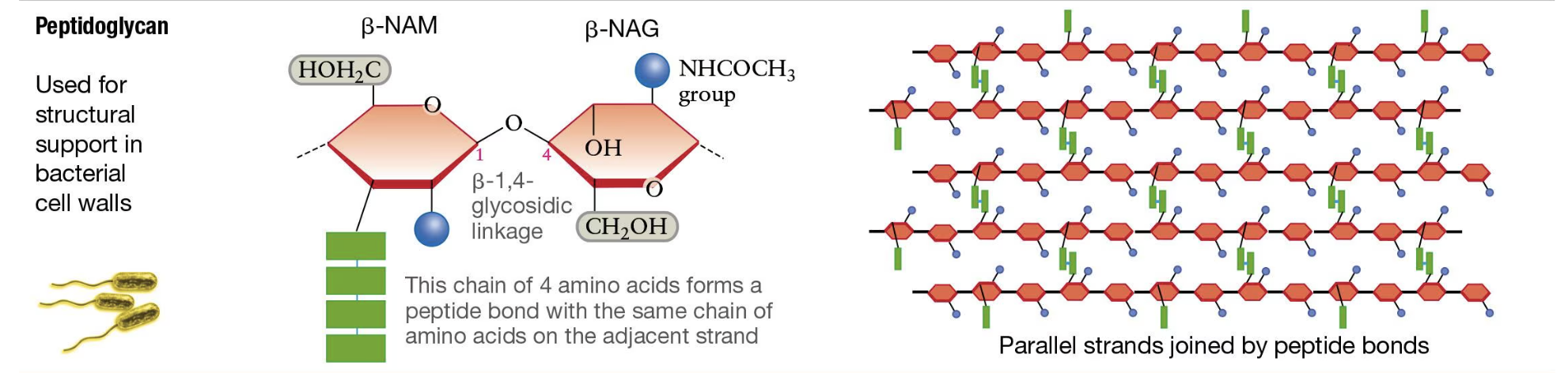 <p>It is called peptidoglycan. It’s structure is very complex and has a long backbone of NAG and NAM (N-acetylmuramic acid) that alternate with each other and are linked by B-1 4 glycosidic bonds. It also has a short amino chain that is attached ot the C-3 carbon of NAM. <br><br>The parallel strands are joined by peptide bonds!<br><br>Look at image</p>