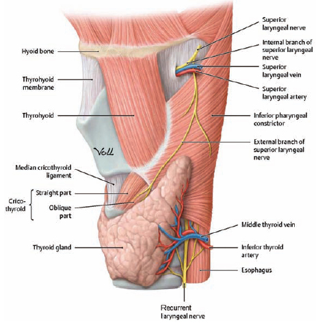 <p>tracheoesophageal groove </p>