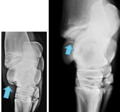 <p>What are the common locations for hock OC? Rate from most to least common.</p>