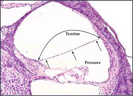 <p>inner ear</p>