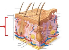 <p>-middle layer of the skin</p><p>-contains nerve endings, hair follicles, sweat and oil glands, and capillaries</p><p>-is connective tissue</p>