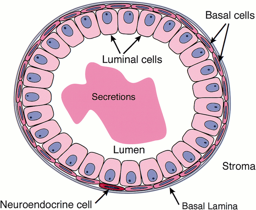 <ul><li><p class="Paragraph SCXW6231034 BCX0" style="text-align: left;"><span style="line-height: 20.925px;">Basal cells and luminal cells surround the prostatic ducts&nbsp;</span></p><ul><li><p class="Paragraph SCXW6231034 BCX0" style="text-align: left;"><span style="line-height: 20.925px;">Basal lamina membrane surrounds the cells&nbsp;</span></p></li></ul></li></ul><p></p>
