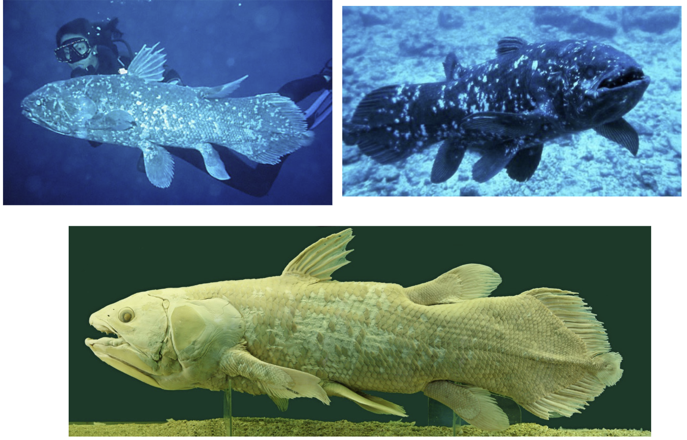 <ul><li><p>Estimated population: ~200-500 individuals (hard to measure)</p></li><li><p>Threats:</p><ul><li><p>Slow growth &amp; late maturity </p></li><li><p>Limited habitat and range </p></li><li><p>Bycatch in fisheries </p></li></ul></li><li><p>Ancient lineage (~400 million years old)</p></li><li><p>Key question: Can it survive the next 50 years?</p></li></ul><p></p>