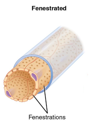 <p>pores in the endothelial lining </p><p>rapid exchange of water and large solutes </p>