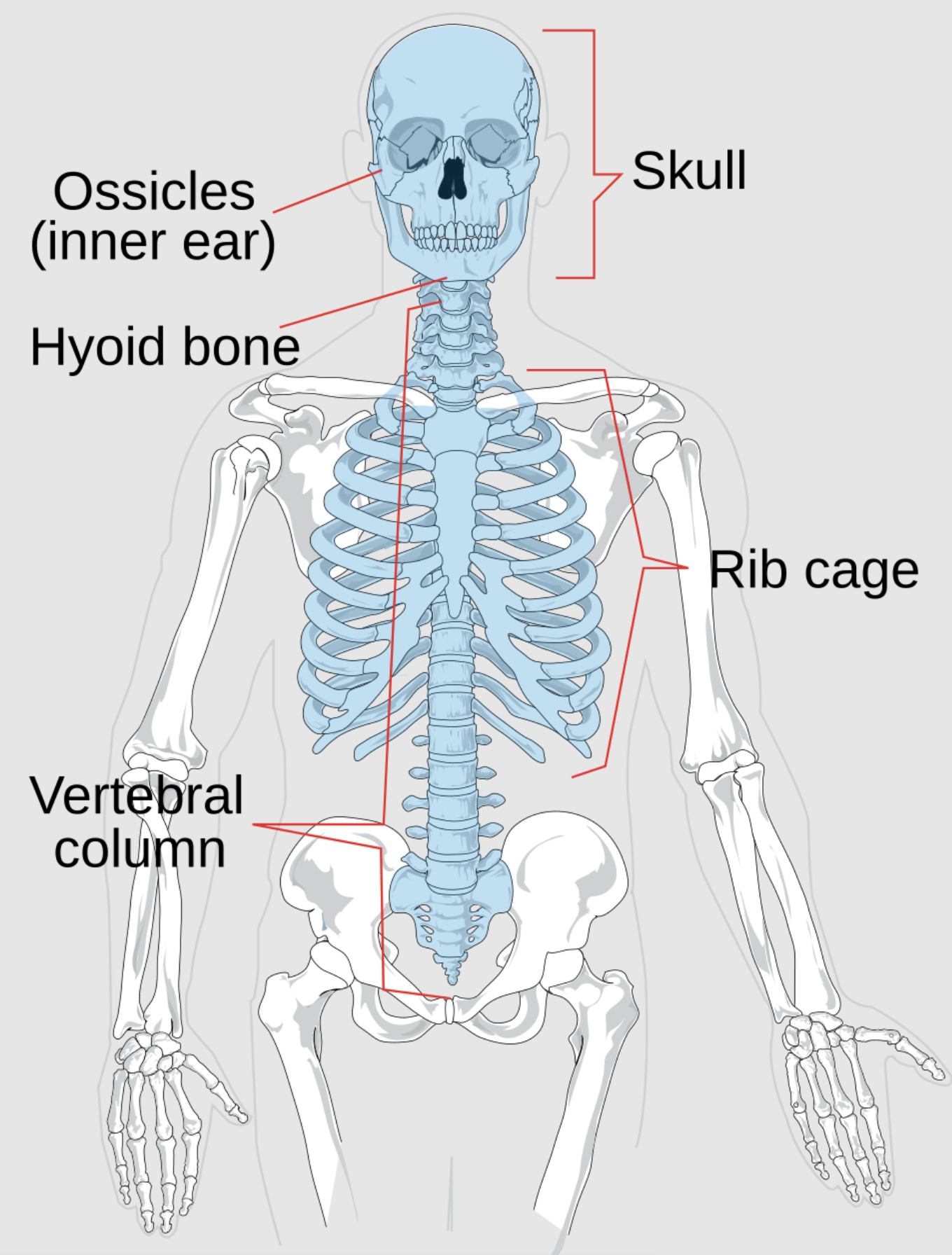 <p>Skull, vertebral column, rib cage</p>