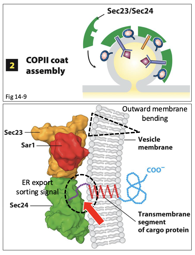 <p>all Sec24-bound proteins (and soluble proteins bound by the membrane cargo-receptors) are concentrated $$within growing, COPII protein-coated vesicles</p>