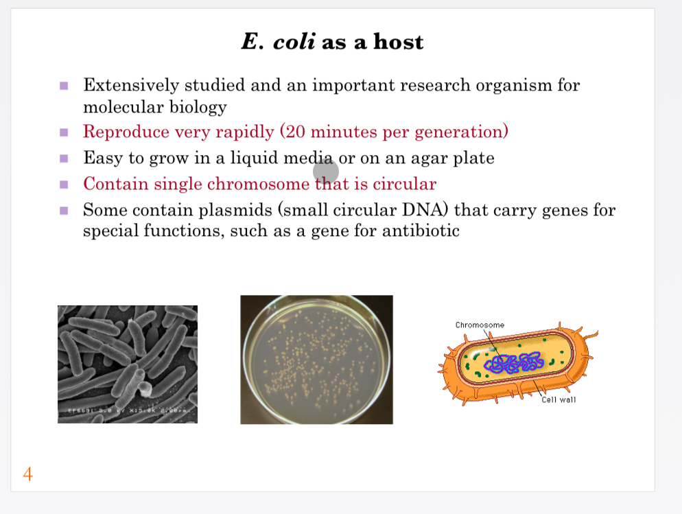 <p><span><strong><em>E. coli&nbsp;</em>as a host</strong></span></p><p></p><p><span><strong>Key features of <em>E. coli</em>:</strong></span></p><p><span><em>E. coli</em> is one of the most extensively studied organisms and is a cornerstone of molecular biology research.</span></p><p><span>It reproduces very rapidly, with a generation time of about 20 minutes under optimal conditions.</span></p><p><span>It is easy to culture either in liquid media or on solid agar plates, making it convenient for laboratory use.</span></p><p><span>The bacterium contains a single, circular chromosome, which simplifies genetic studies compared to organisms with multiple linear chromosomes.</span></p><p><span>Many <em>E. coli</em> strains also carry plasmids, which are small circular DNA molecules. These plasmids often contain genes that provide special functions, such as antibiotic resistance, and can be engineered to carry recombinant DNA for cloning and protein expression.</span></p><p></p><p><span><strong>Graphics explanation:</strong></span></p><p><span>Left: Scanning electron microscope (SEM) image of <em>E. coli</em> cells, showing their rod-shaped morphology.</span></p><p><span>Middle: Agar plate with <em>E. coli</em> colonies, illustrating ease of growth and visualization on solid medium.</span></p><p><span>Right: Cartoon diagram of <em>E. coli</em>, highlighting the circular chromosome and cell wall structure.</span></p><p></p><p><span><strong>Key points:</strong></span></p><p><span><em>E. coli</em> is an ideal cloning host because it is well understood, grows quickly, and has genetic elements (chromosome and plasmids) that can be manipulated easily.</span></p><p></p><p><span><strong>Key message:</strong></span></p><p><span>The simplicity, rapid growth, and genetic flexibility of <em>E. coli</em> make it the most widely used organism for recombinant DNA technology and protein production.</span></p>