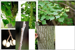 <p>Euphorbiaceae - Triadica sebifera</p>