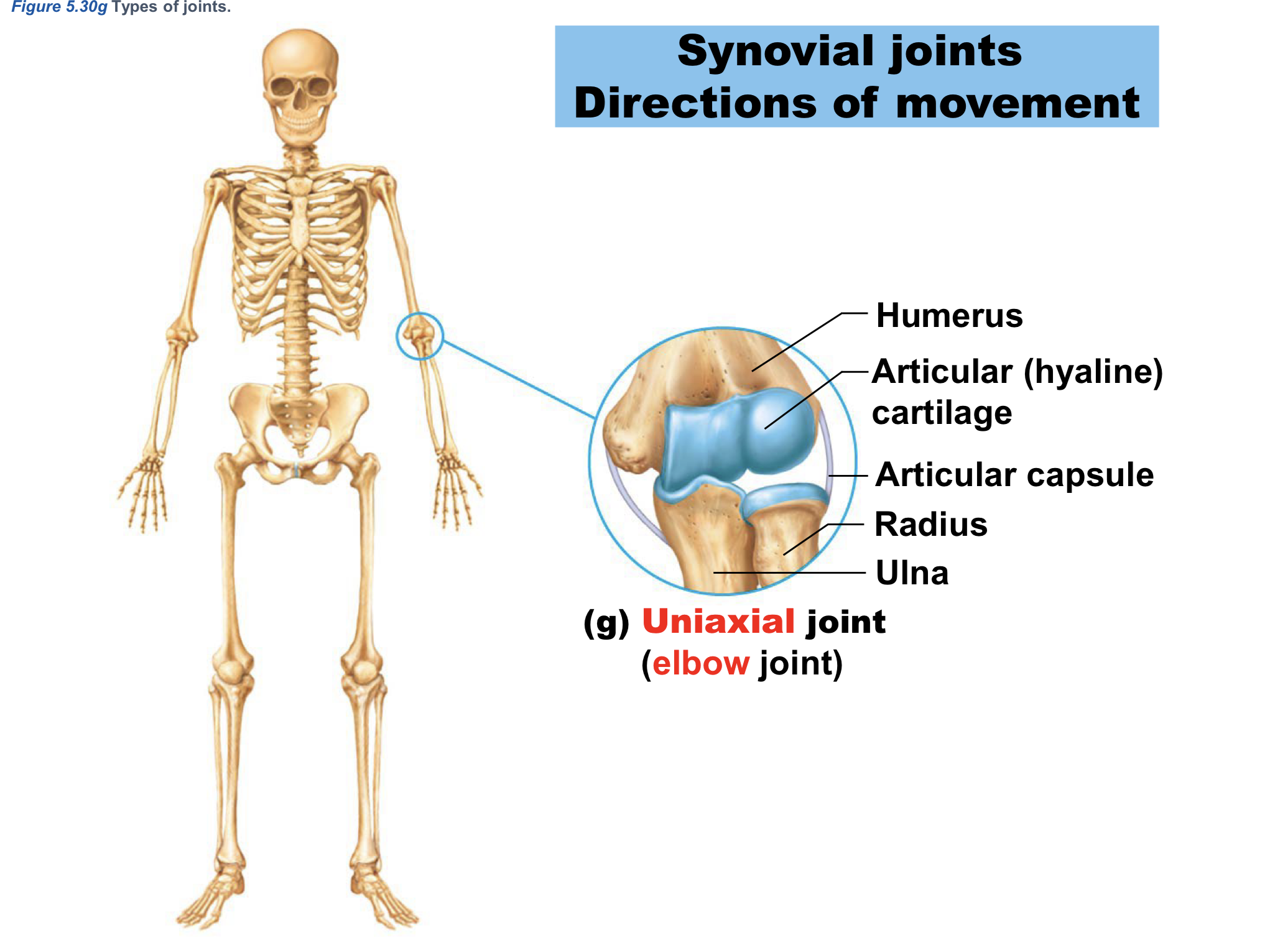 <p>Uniaxial joint example:</p>