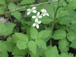 <p><strong>(<em>Cardamine diphylla</em>)</strong> – Two-leafed spring mustard. <strong>Autotroph.</strong><br><strong>Uses:</strong> Edible rhizomes (peppery).</p>