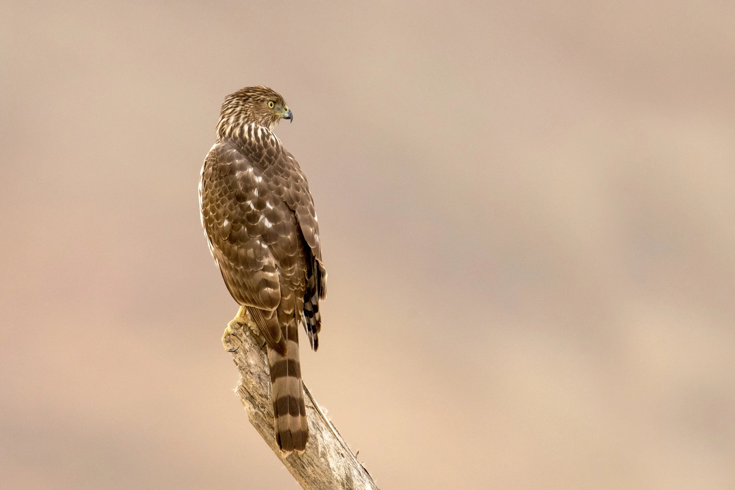 <p>Cooper’s Hawk</p>